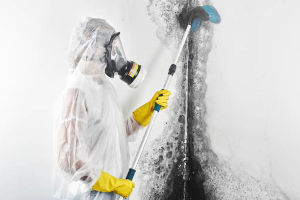 Reliable West Yellowstone, MT Mold Removal Solutions